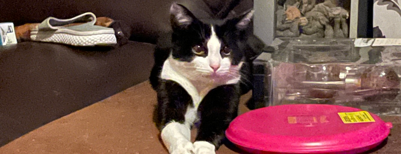 Heronbank cat rescue