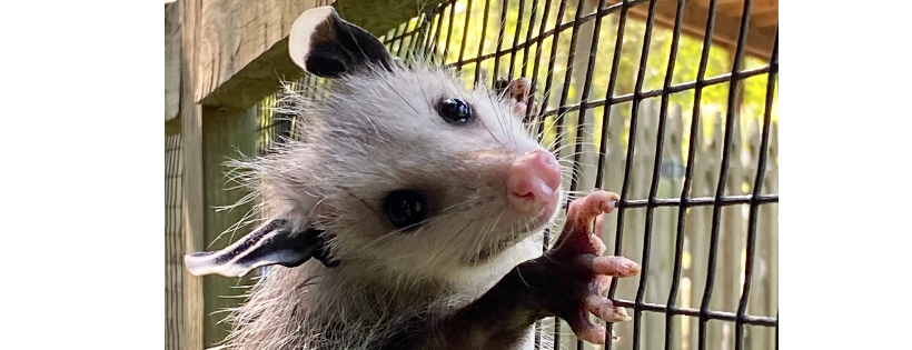 Myrtle Beach Wildlife Rescue Center