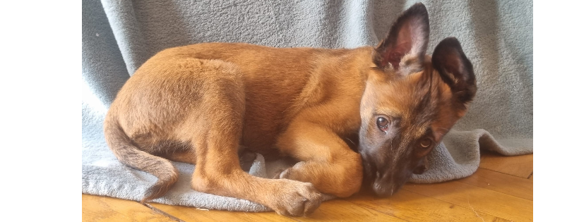 Malinois and Dutch Herder Rescue Rehab Rehome