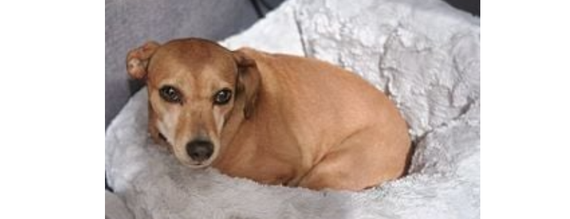 Critical Care for Animal Angels