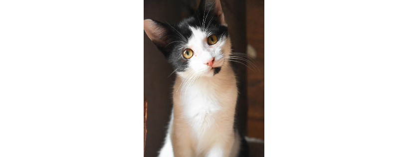Paws Rescue