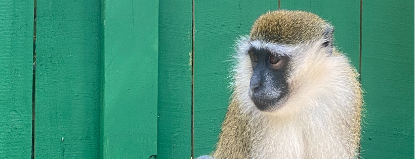 Dunrovin Exotic Animal Sanctuary