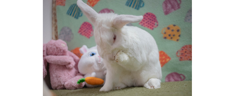 San Diego House Rabbit Society