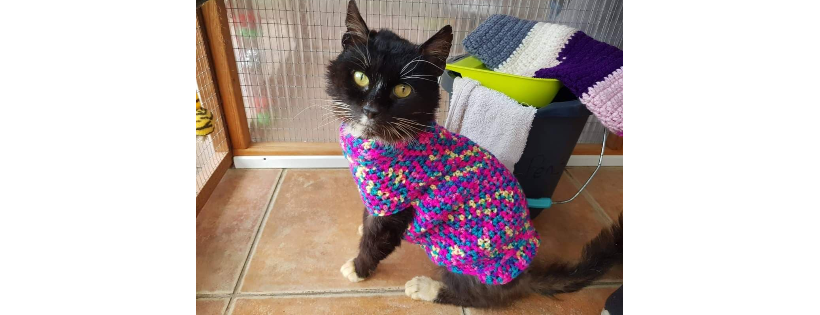 Sleapy Cat Rescue