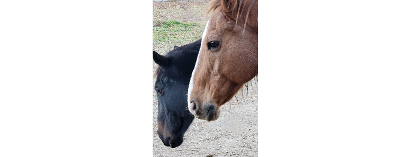 Southern Maryland Equine Miracles Ltd