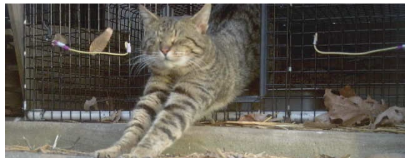 The Nobody's Cats Foundation