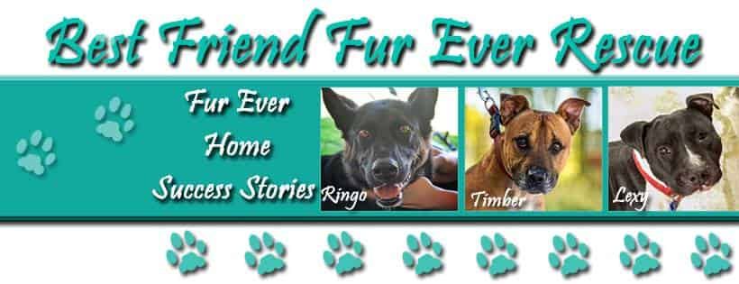 Best Friend Fur Ever Rescue Inc