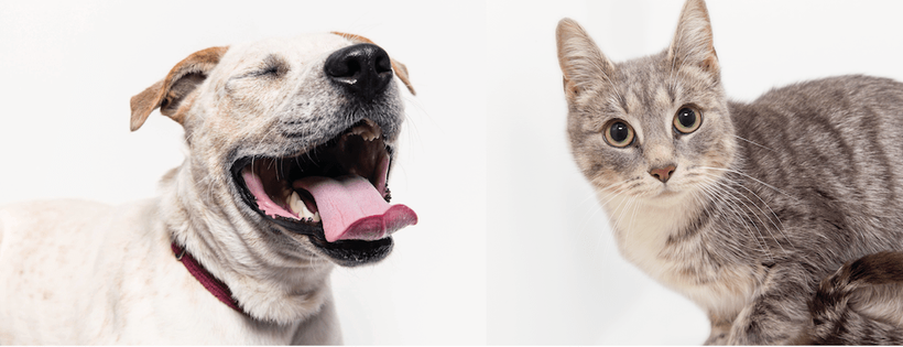 Sydney Dogs and Cats Home