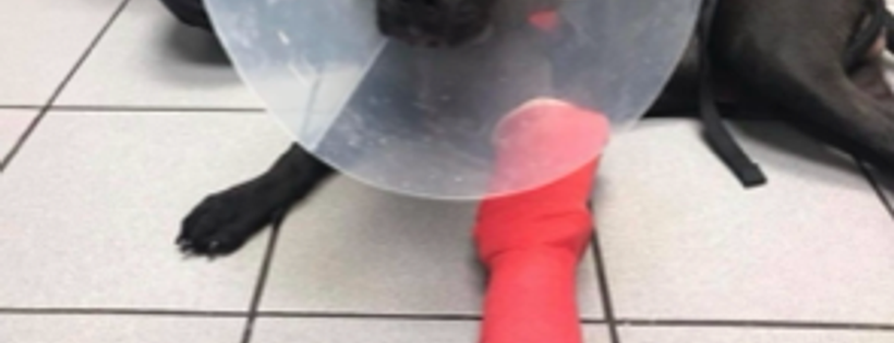 Blackdog All Breed Dog Rescue