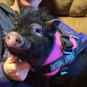 Happy hugs pig therapy and rescue