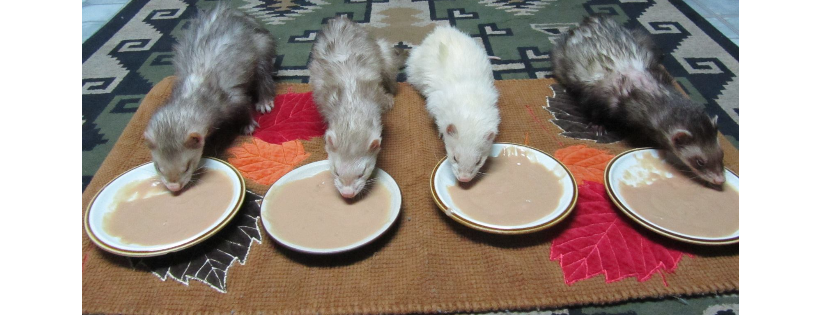 Ferret Dreams Rescue and Adoption