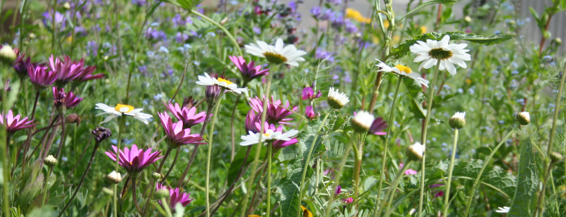 CPRE Kent, the countryside charity