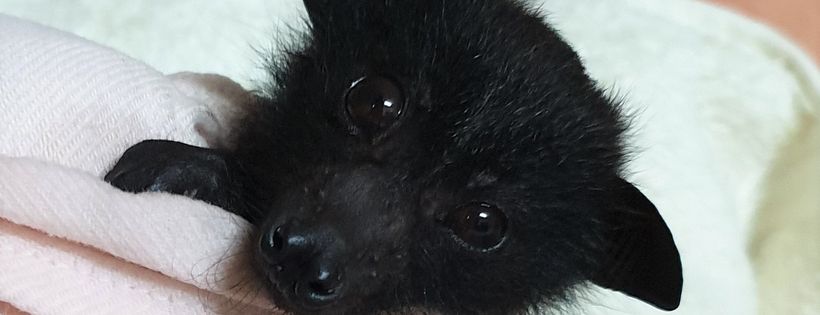 Bat Conservation and Rescue Qld Inc
