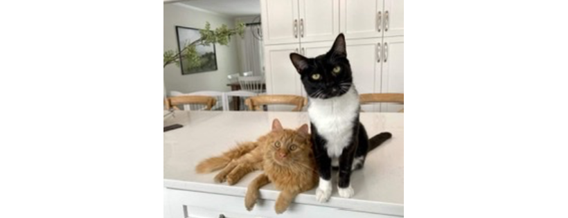 NJ South Hills Pet Rescue