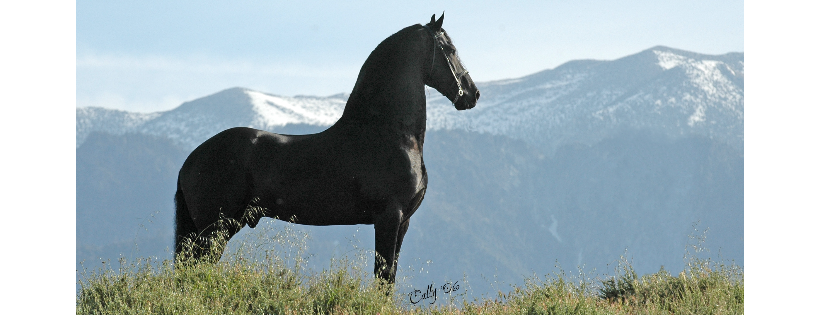 Fenway Foundation for Friesian Horses