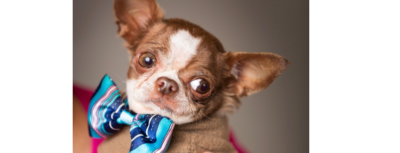 Forever Dream Senior Dog Sanctuary