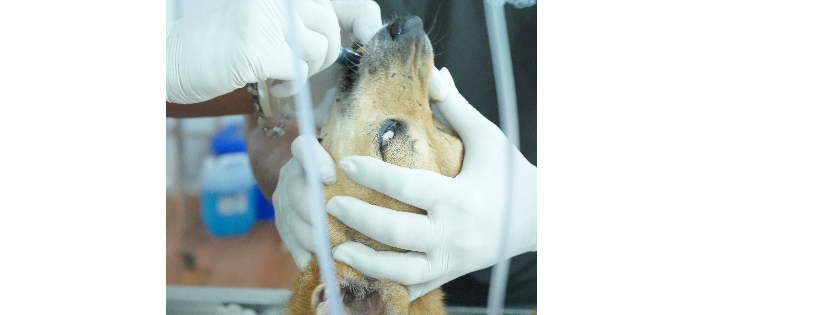 Kannan Animal Welfare INC