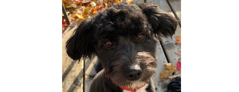 Home Again Rescue