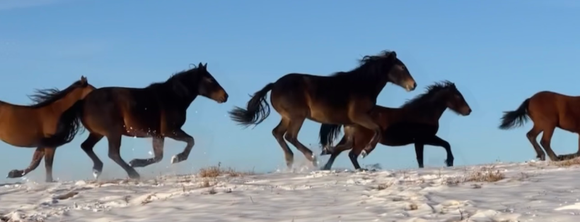 Spirit Horse Centre