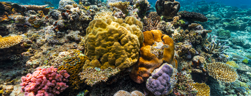 PADI AWARE Foundation