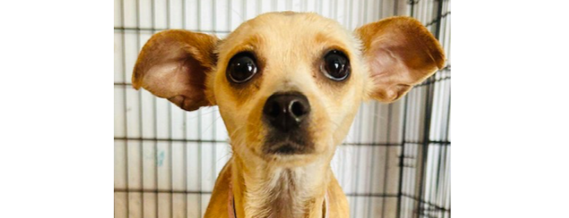 Barb's Dog Rescue