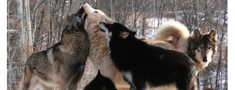 Southern Ohio wolf sanctuary