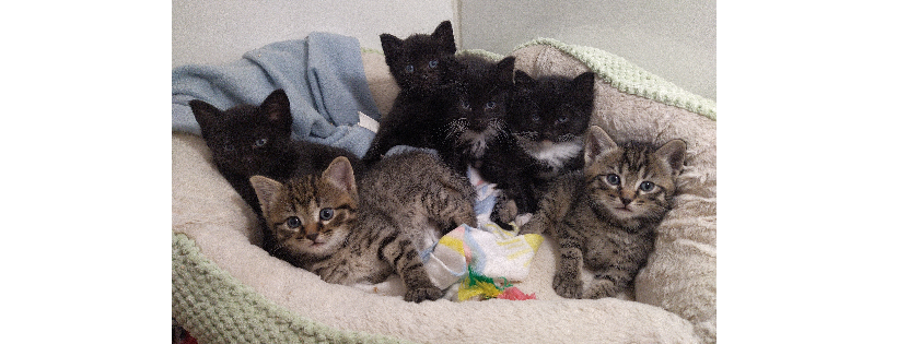 Manawatu Alley Cat Trust