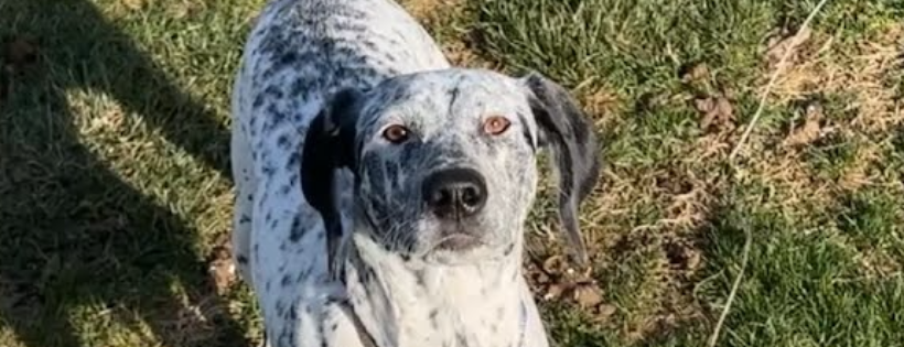 Pets First Nationwide