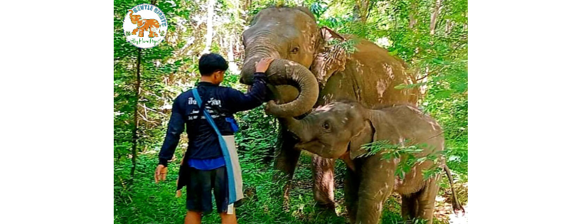 Gentle Giants Elephant Stay Home Project