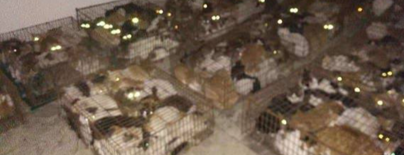 Home for China Dogs