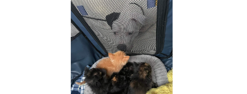 A Rejoyceful Animal Rescue