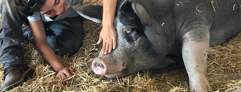 Flat Broke Farm Animal Rescue