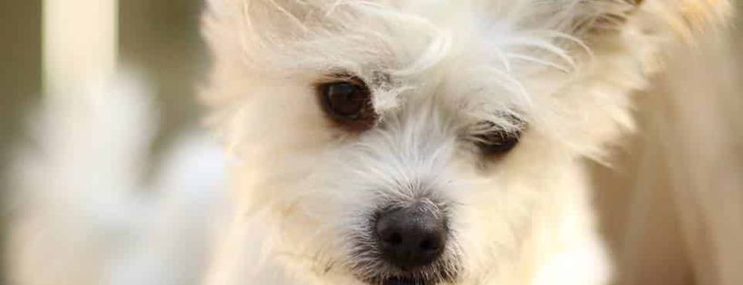 Dindi Dog Rescue Inc