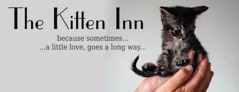 Kitten Inn Lower Hutt