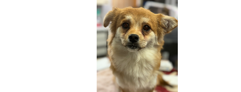 Kelley’s Heart to Heart Adoption Center