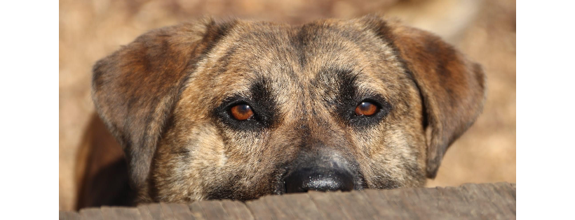 Brookhaven Animal Rescue League