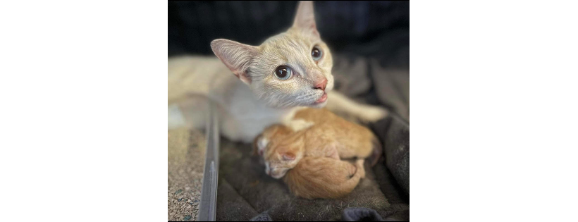Kitten Crossing Rescue Inc.