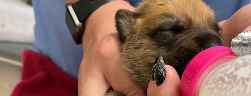 Pawsitively furever dog rescue