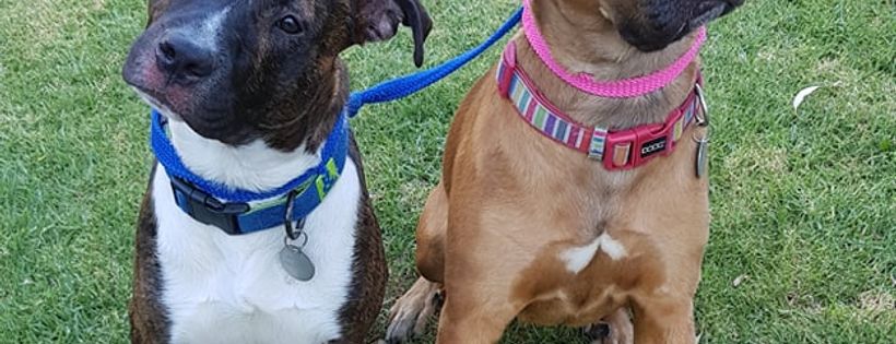 Animal Protection Society Of WA