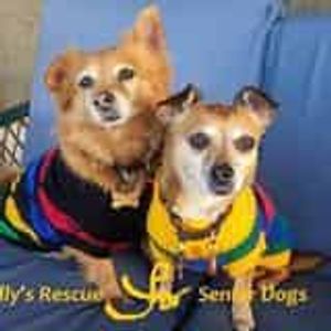 Holly's Rescue for Senior Dogs Inc Logo