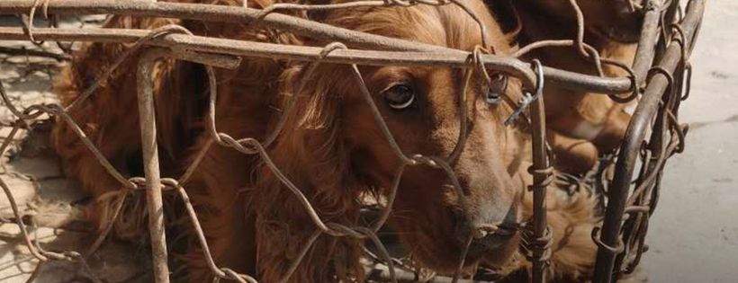 No Dogs Left Behind