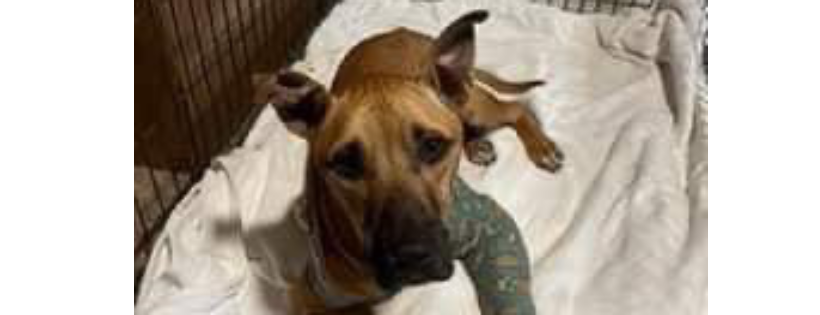 Spay & Neuter Nation, Inc.