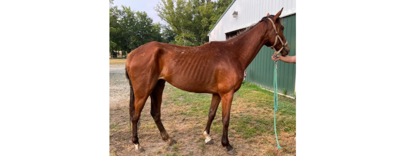 Hope for Horses, inc