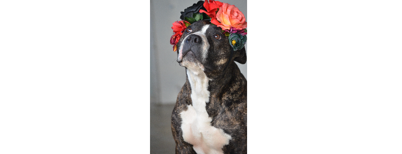 The Rappahannock Animal Welfare League