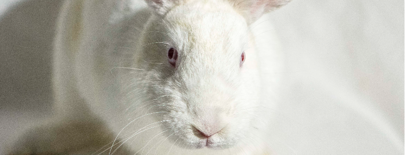 Napa Bunnies