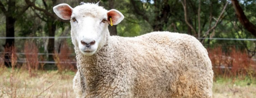 Lamb Care Australia Inc