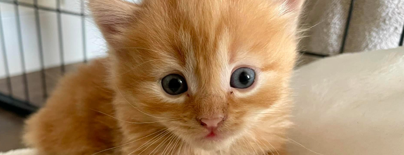 Cats for Keeps Rescue Society
