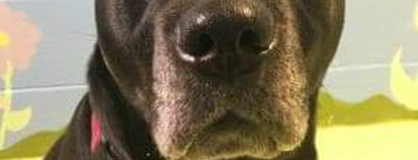 SHAID Tree Animal Shelter
