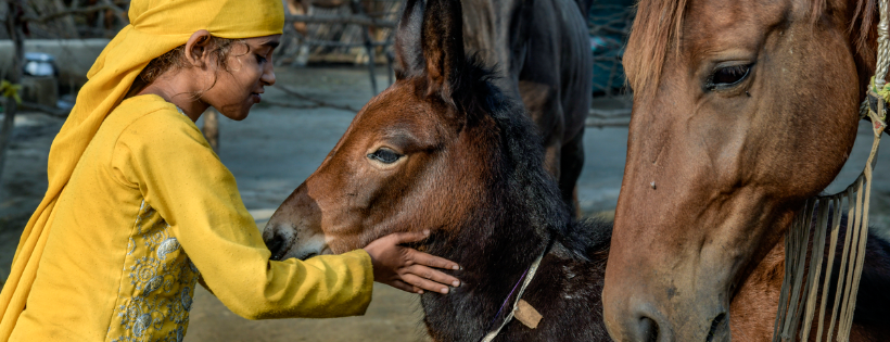 Brooke, Action For Working Horses and Donkeys