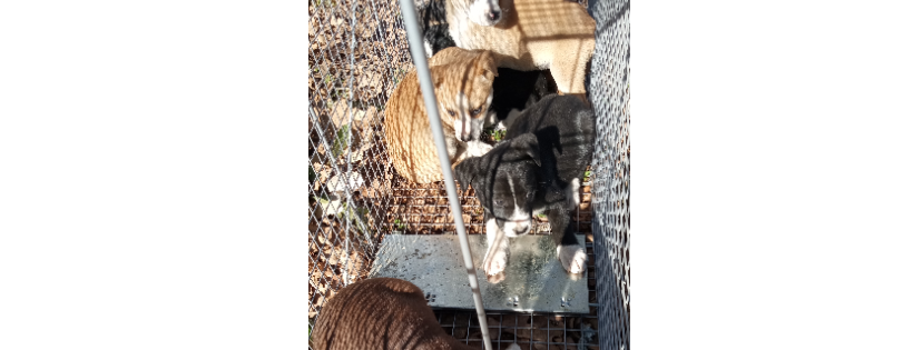The Gathering Place Animal Rescue Sanctuary and Ministry